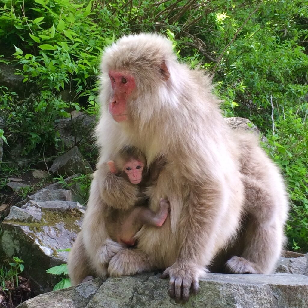 Snow Monkey Hierarchy: The Top Monkeys - SNOW MONKEY RESORTS