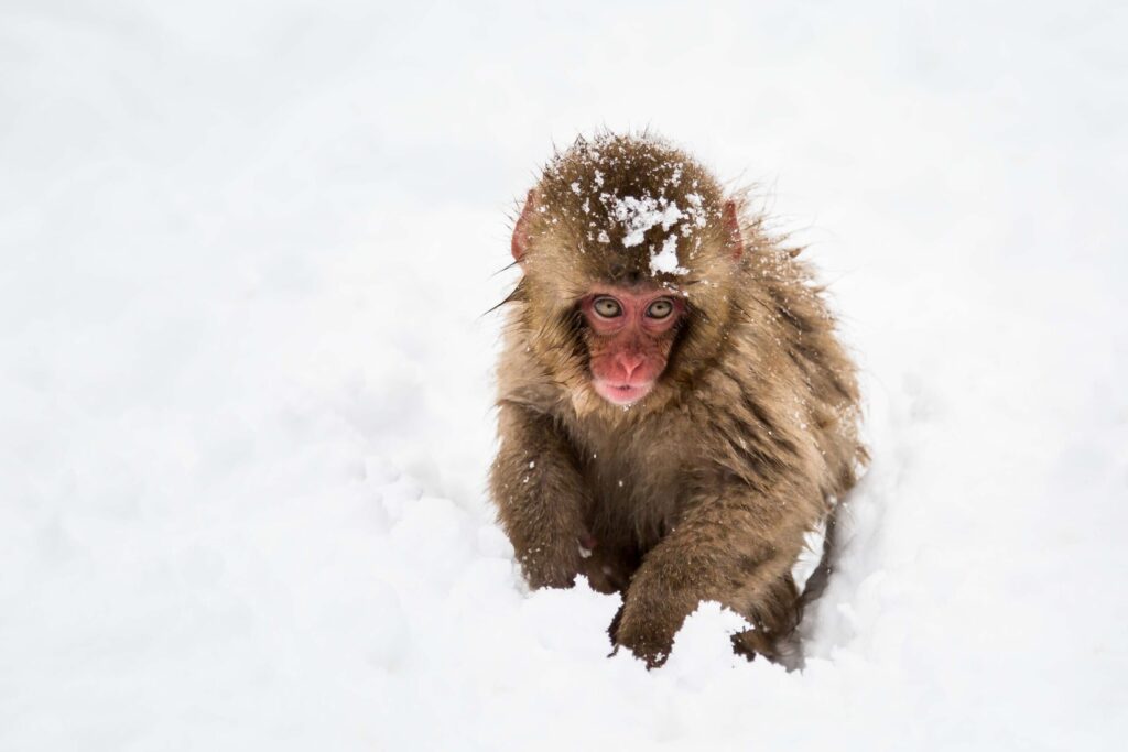 snow monkey baby with snow