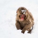 地狱谷雪猴公园的冬季（12月-3月）。