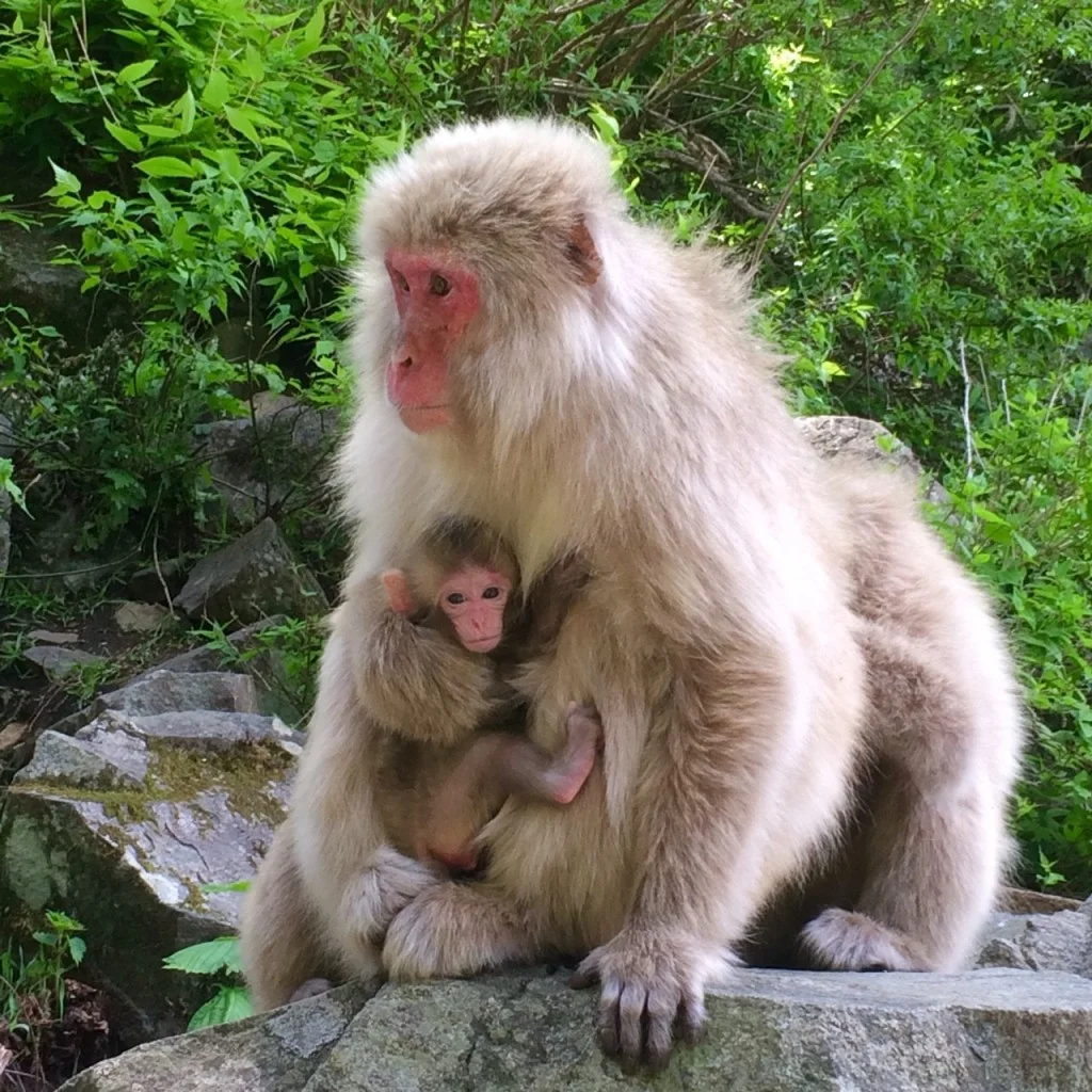 Japanese Snow Monkey Mom and Child in the Forest.