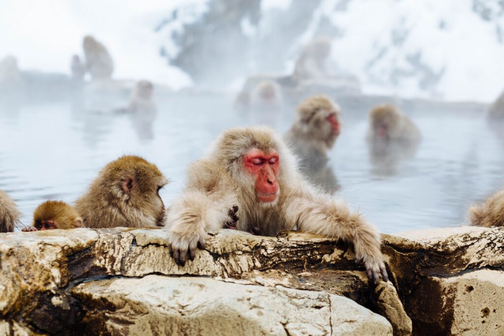 snow monkeys in bath snow