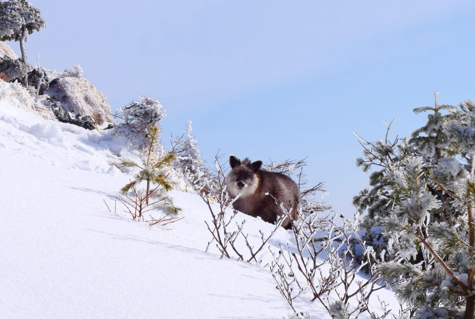 wildlife safari world tour