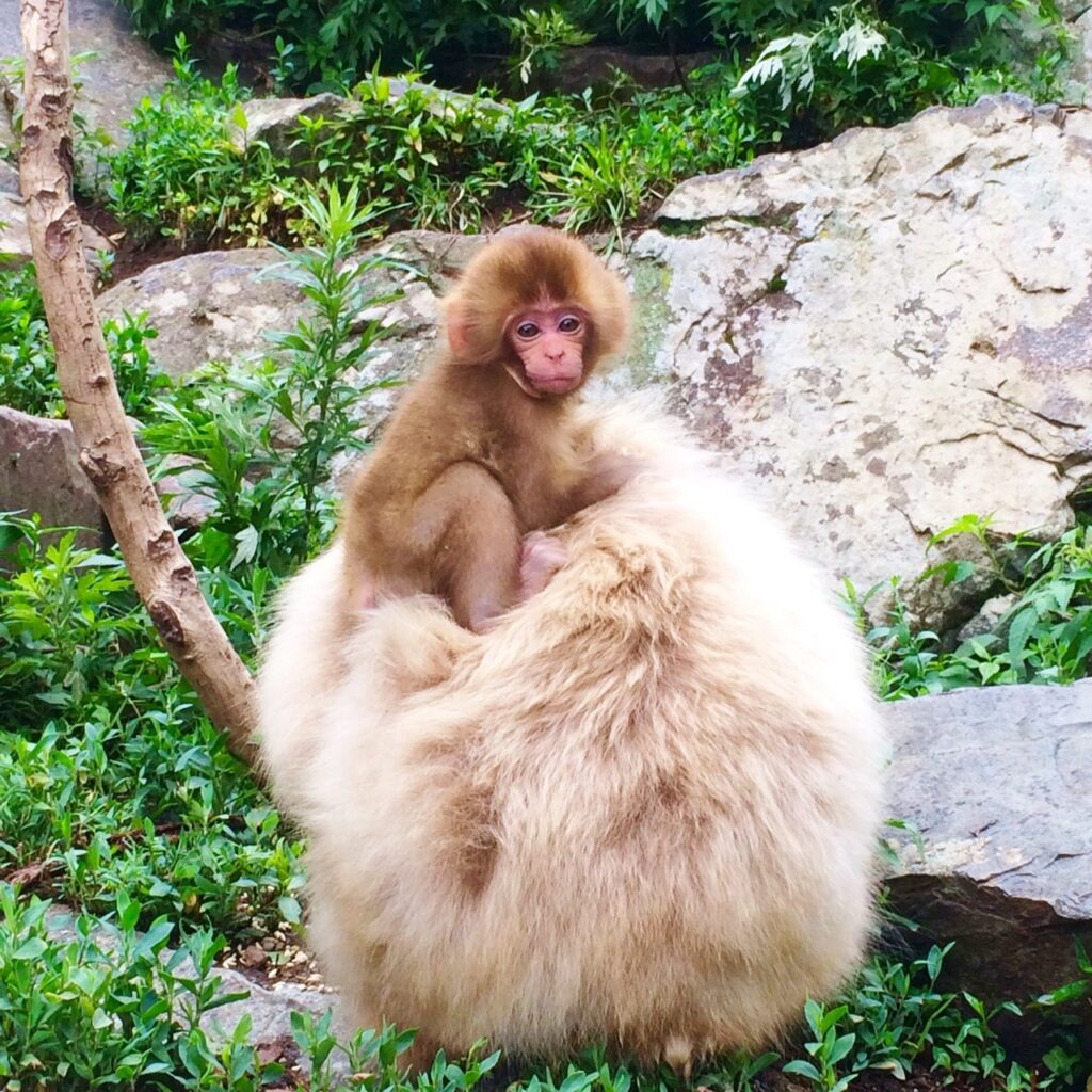 snow-monkey-jigokudani-baby