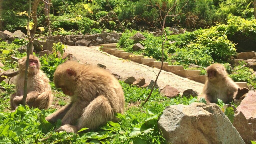 Snow Monkeys_180713_0224