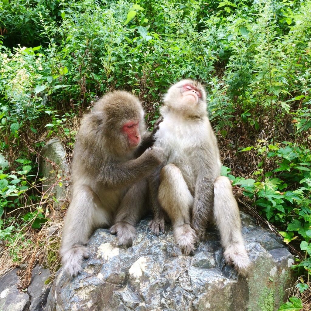 Snow Monkeys_180813_0320