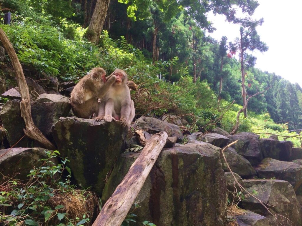 Snow Monkeys_180813_0327