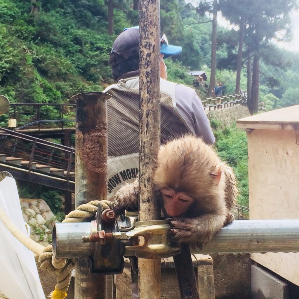 Snow Monkeys_180813_0330