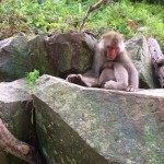 Summer (Jun-Aug) at the Jigokudani Monkey Park