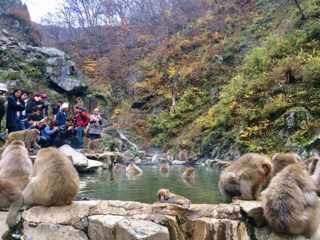 Snow Monkeys_181117_0385