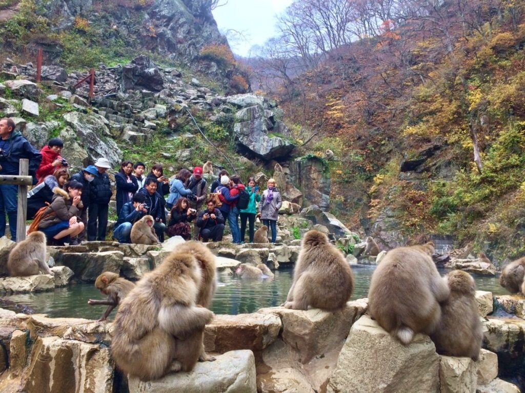 Snow Monkeys in the Hot Spring SNOW MONKEY RESORTS