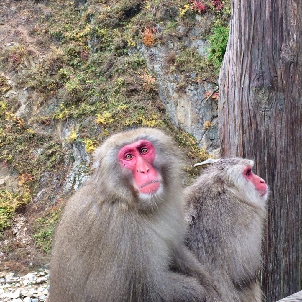 Snow Monkeys_181117_0398