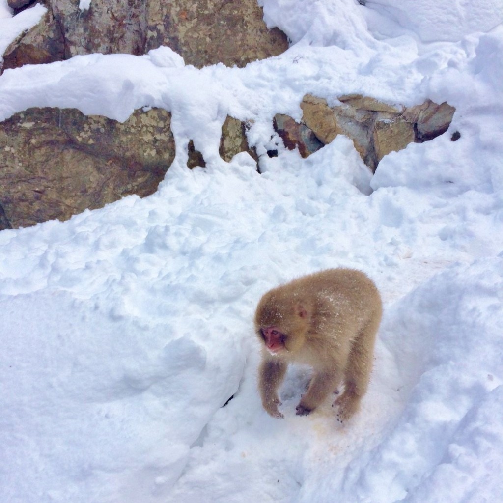 Snow Monkeys_190121_0407