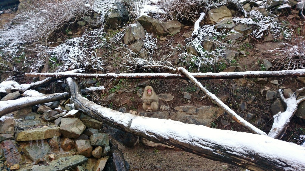 Snow Monkeys_190122_0412