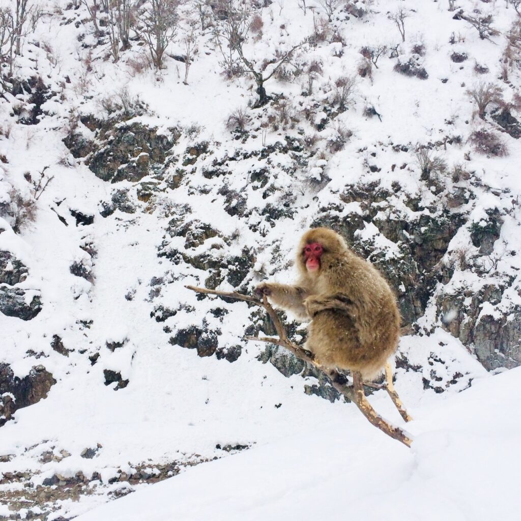 Snow Monkeys_190217_0435