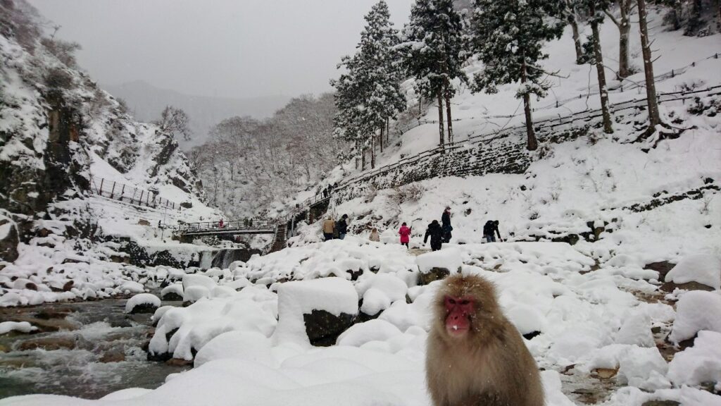 Snow Monkeys_190315_0457