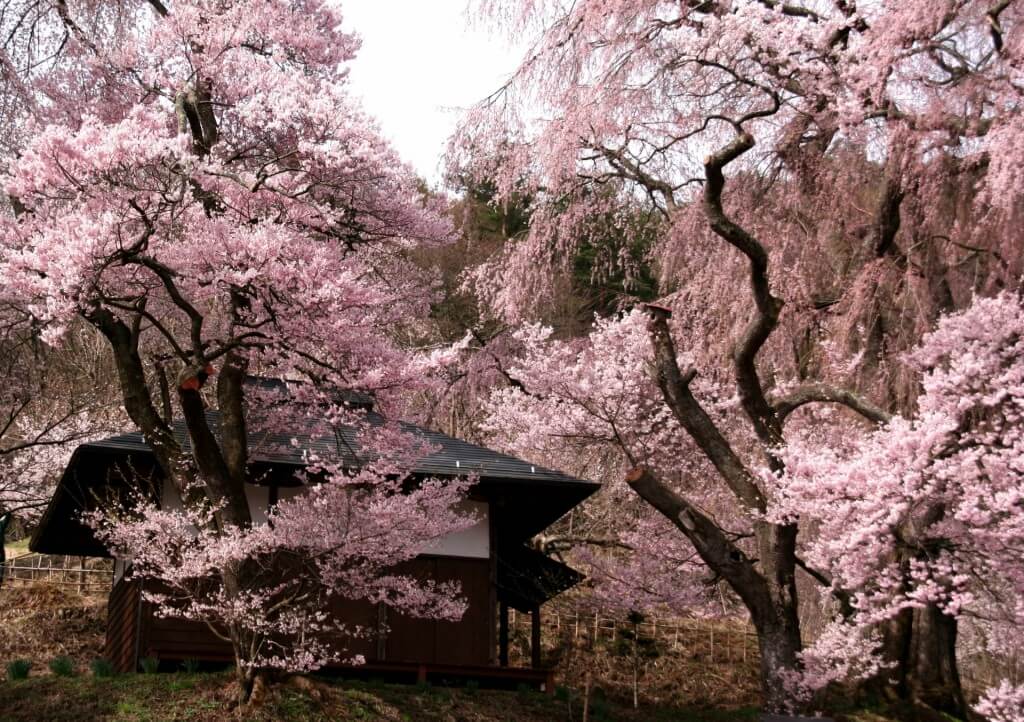 cherry-blossom-sakura-takato