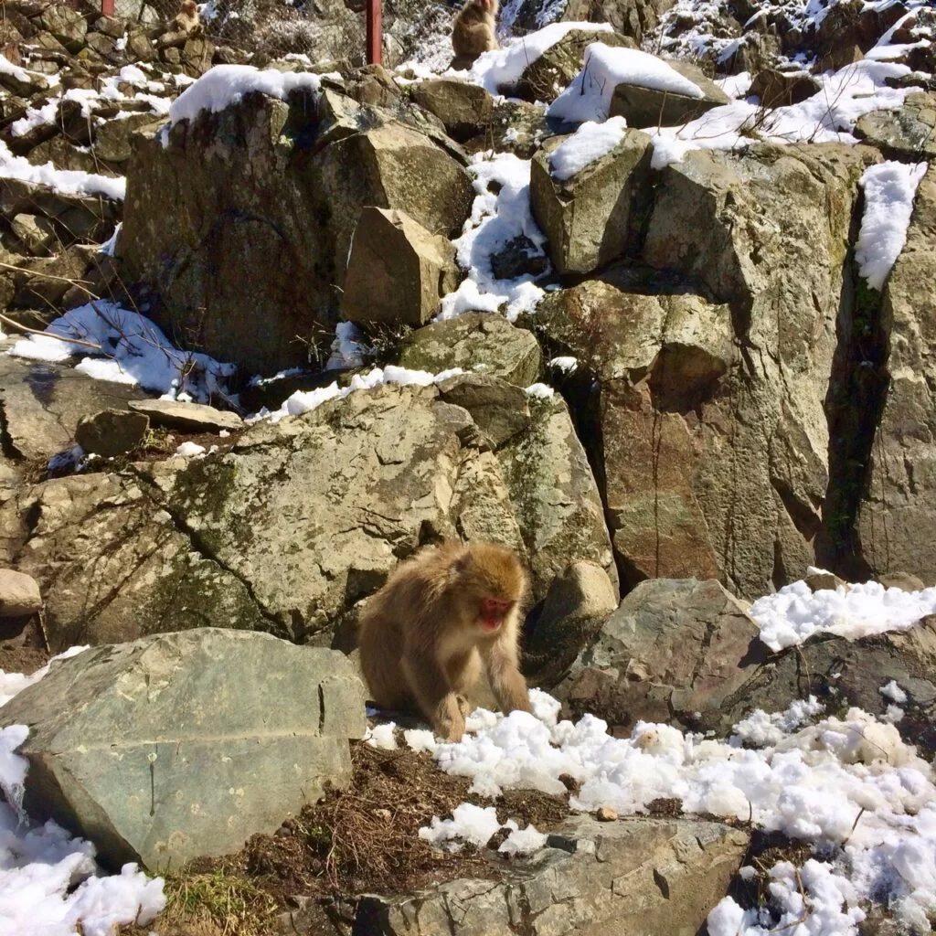 Snow Monkeys_190315_0460