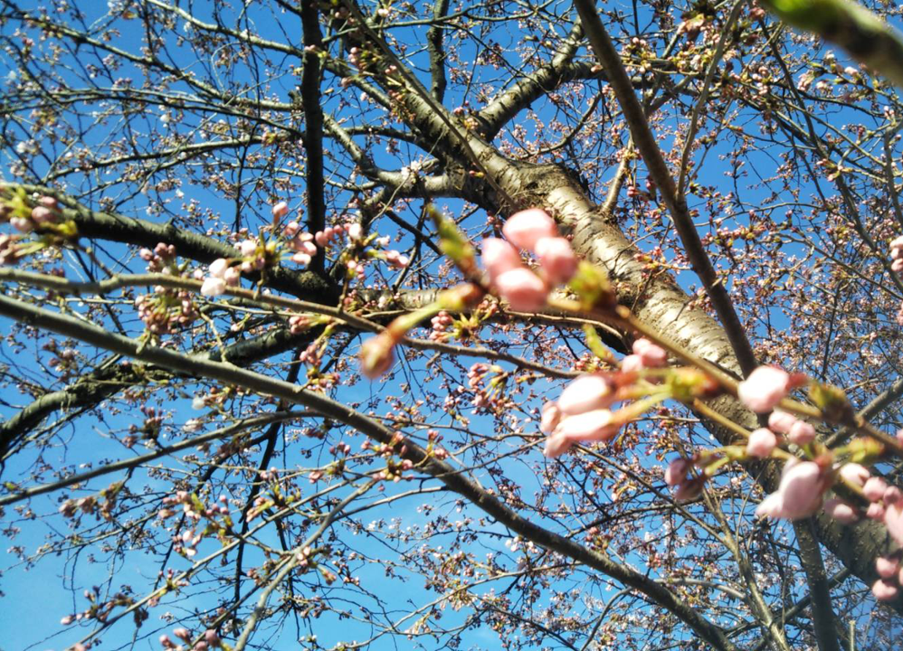 Cherry blossoms apr 20 2