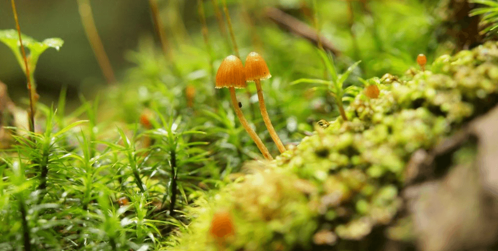 kamikochi-banner-edit-2