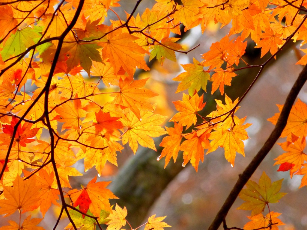 autumn-leaves-koyo