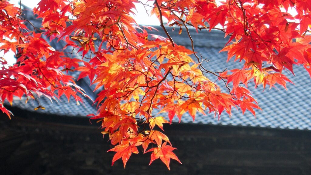 autumn-leaves-koyo