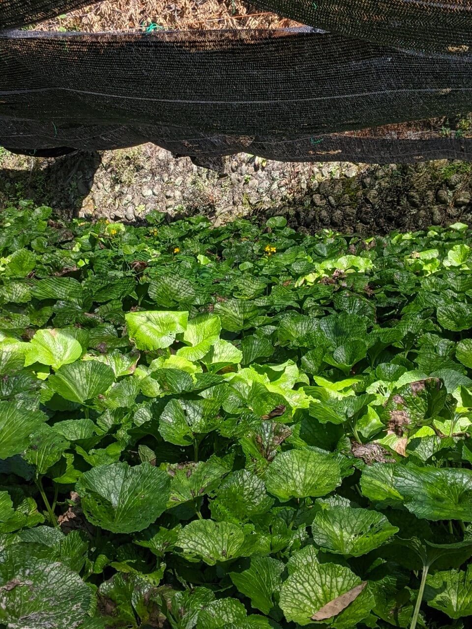 azumino-wasabi-picking