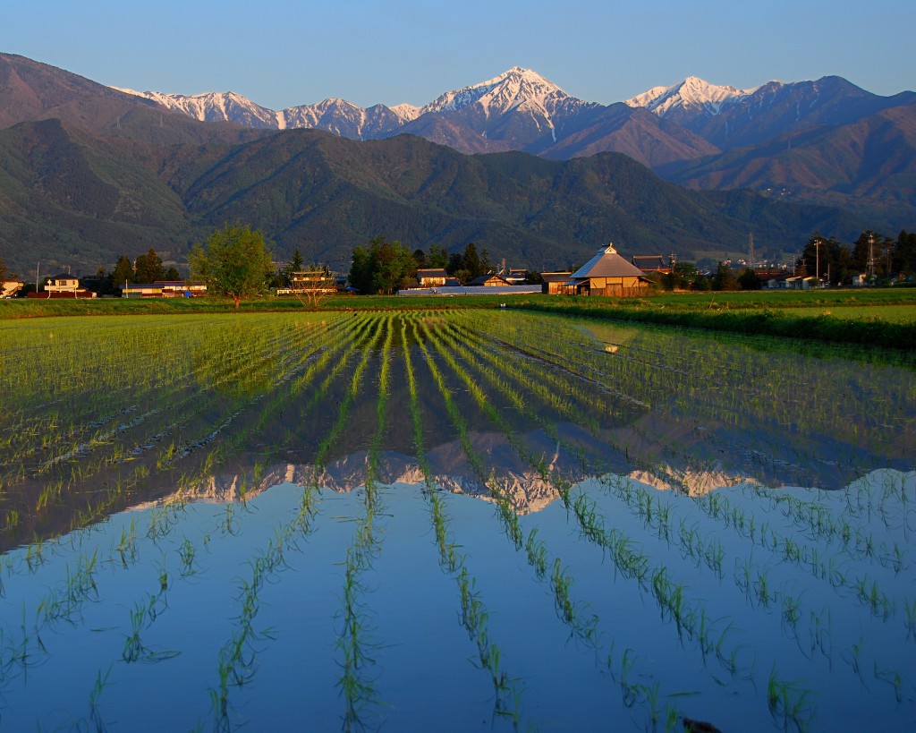 Rice fields and Japan Alps