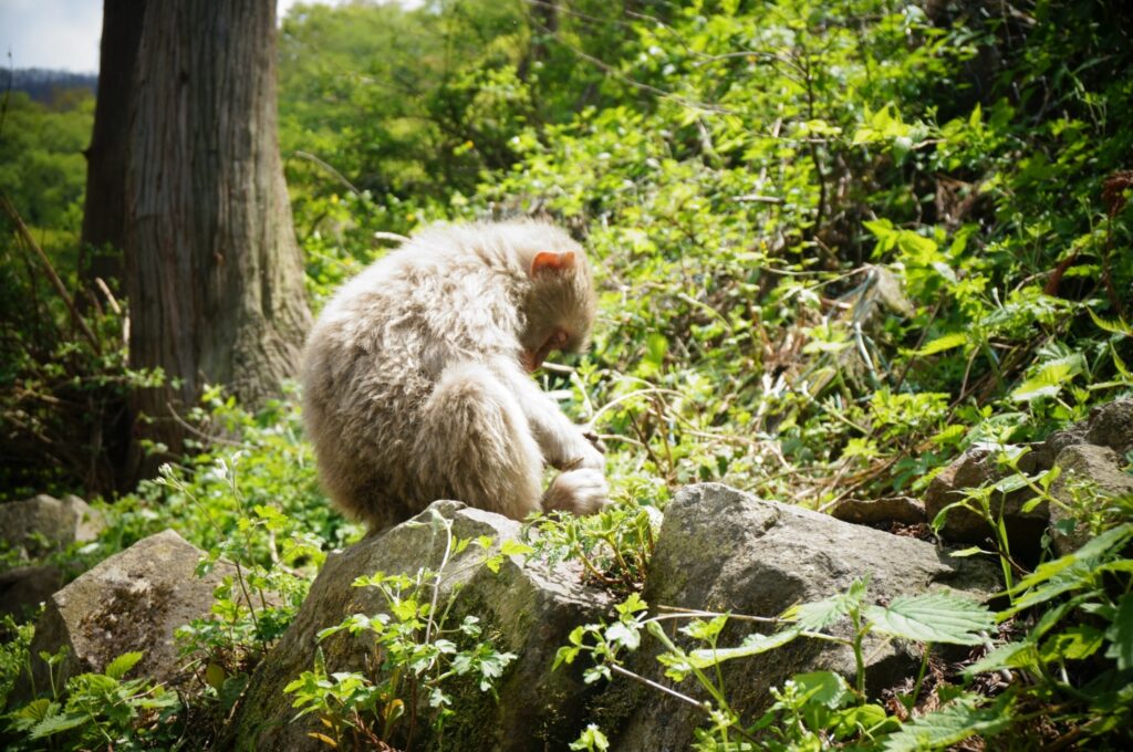 Snow monkeys 2019_190517_0061