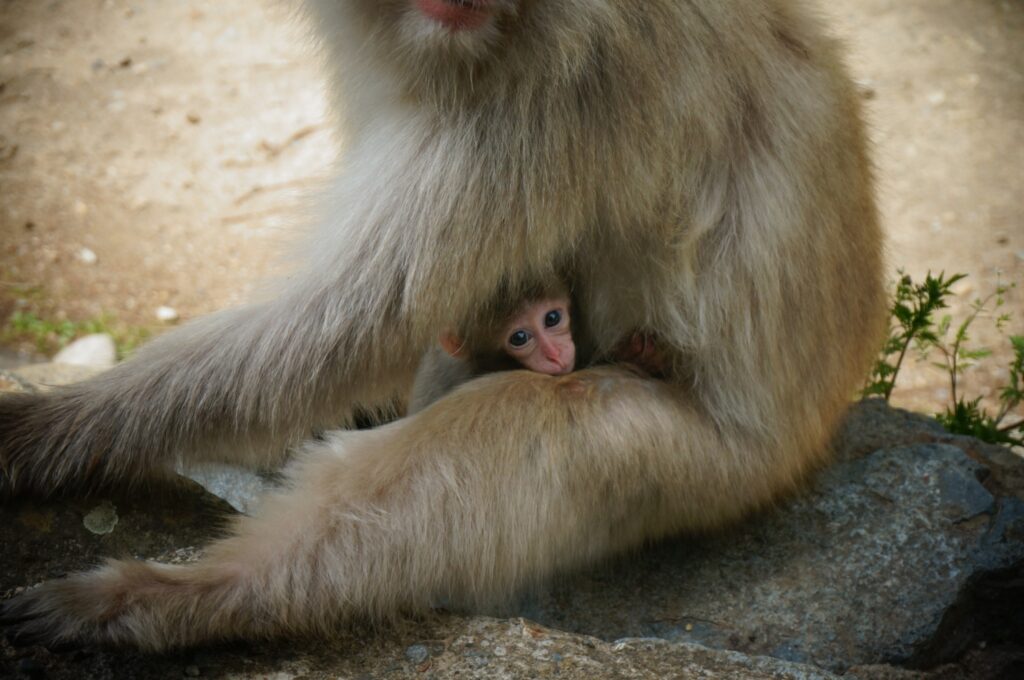 Snow monkeys 2019_190517_0064