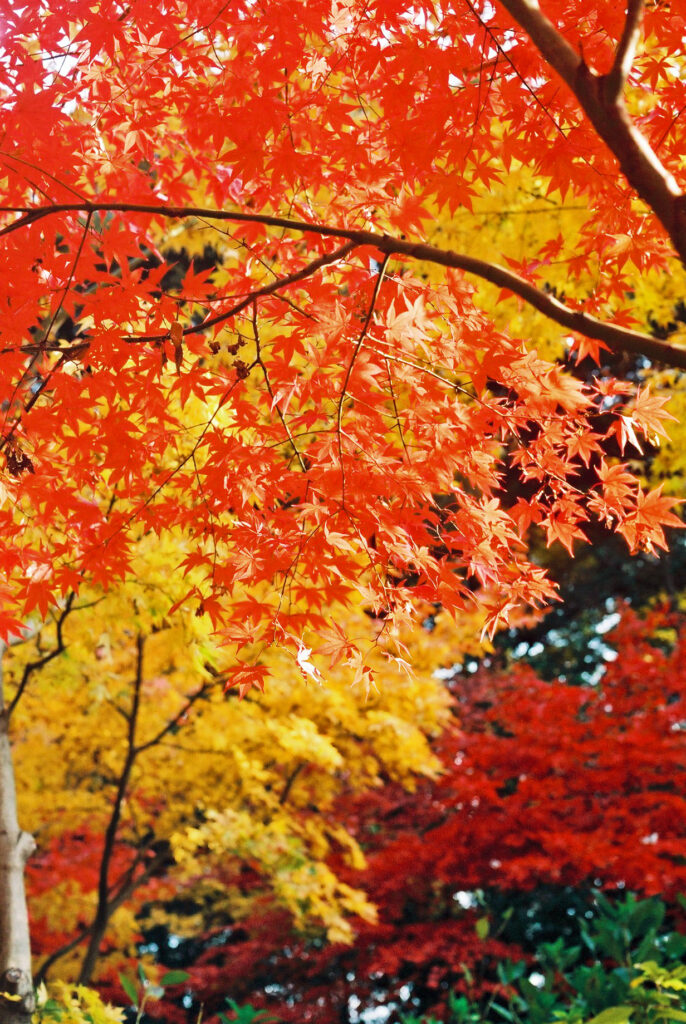 autumn-leaves-koyo