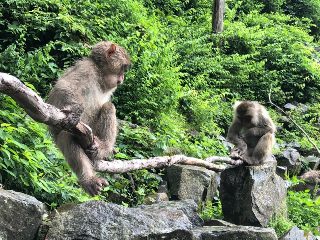 Monkeys 20190624_190625_0004