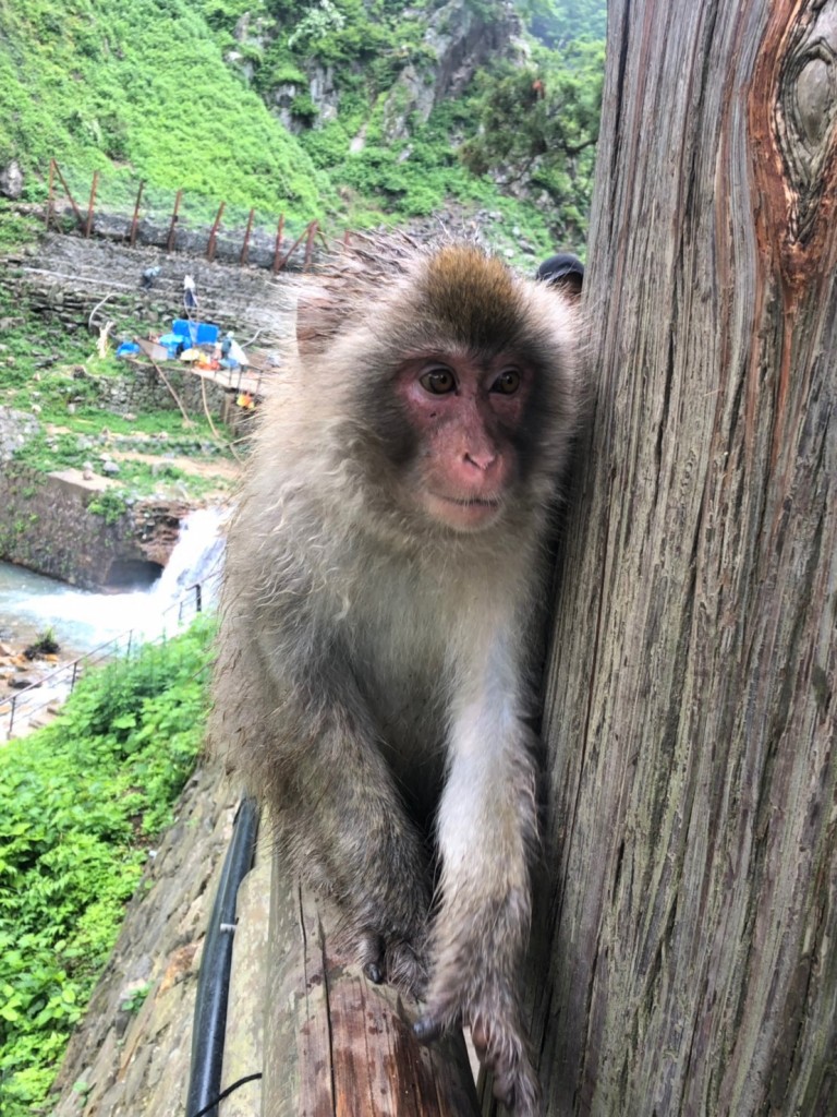 Monkeys 20190624_190625_0006