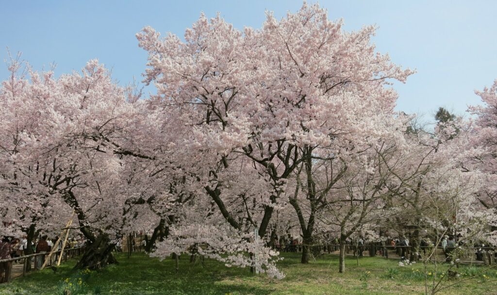 cherry-blossom-sakura
