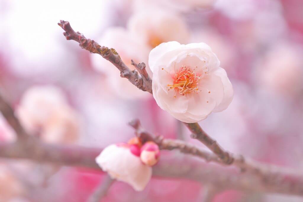 Cherry Blossoms in Nagano