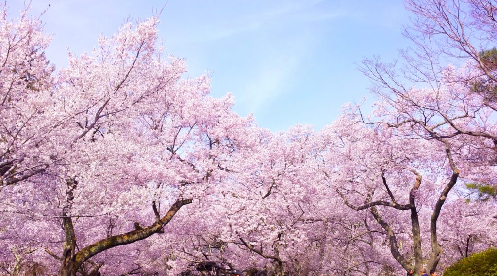 cherry-blossom-sakura