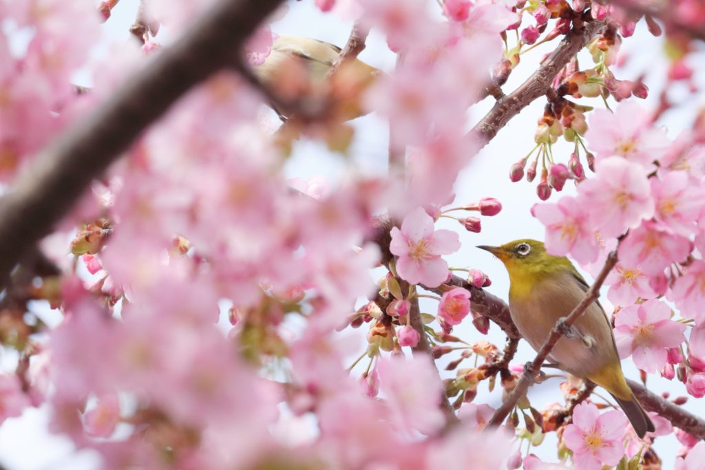 cherry-blossom-sakura-wildlife