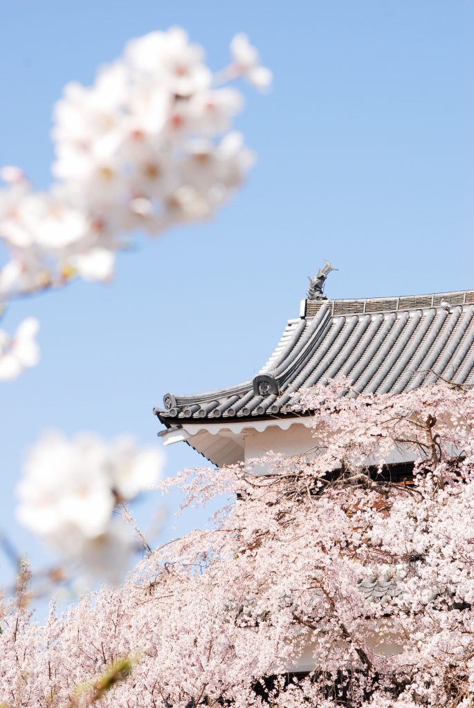 cherry-blossom-sakura-matsumoto-castle