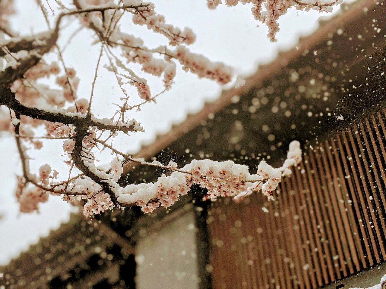 Cherry Blossoms In Nagano