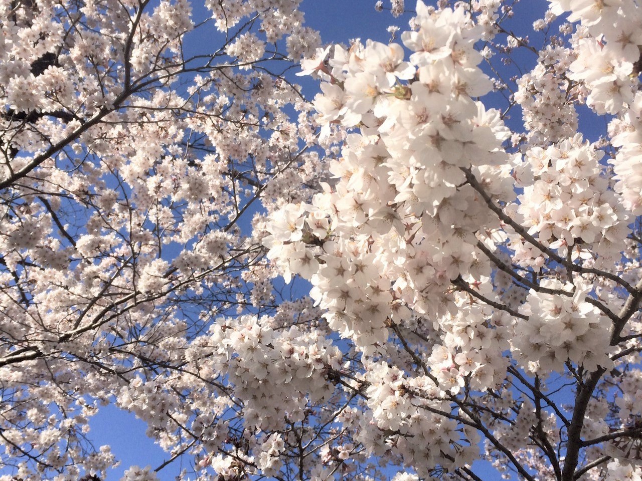 Cherry Blossoms In Nagano