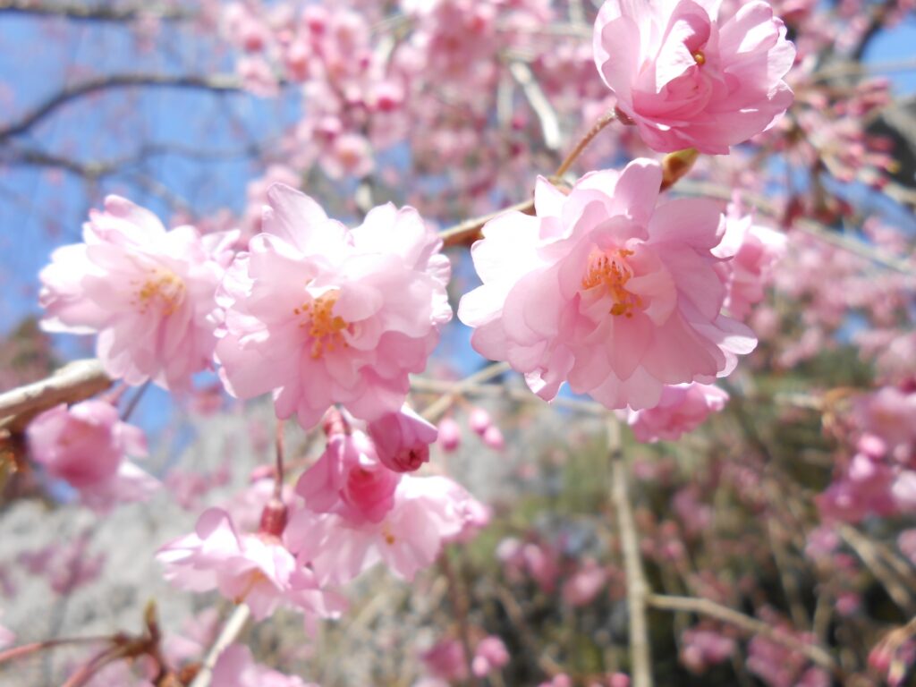 cherry-blossom-sakura