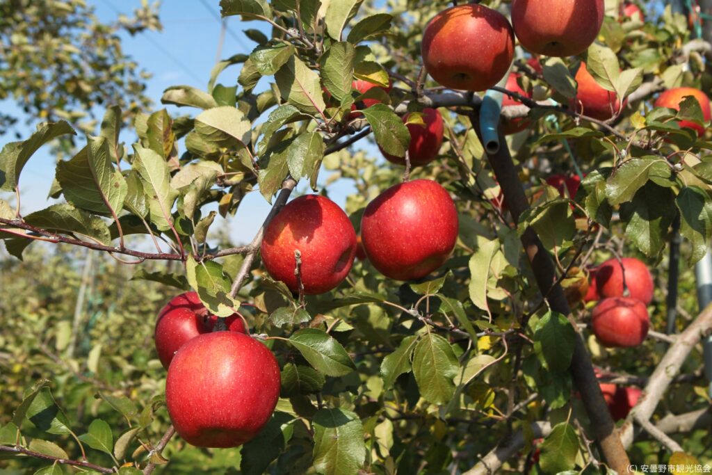 Nagano Apples Some Of The Best In Japan Snow Monkey Resorts