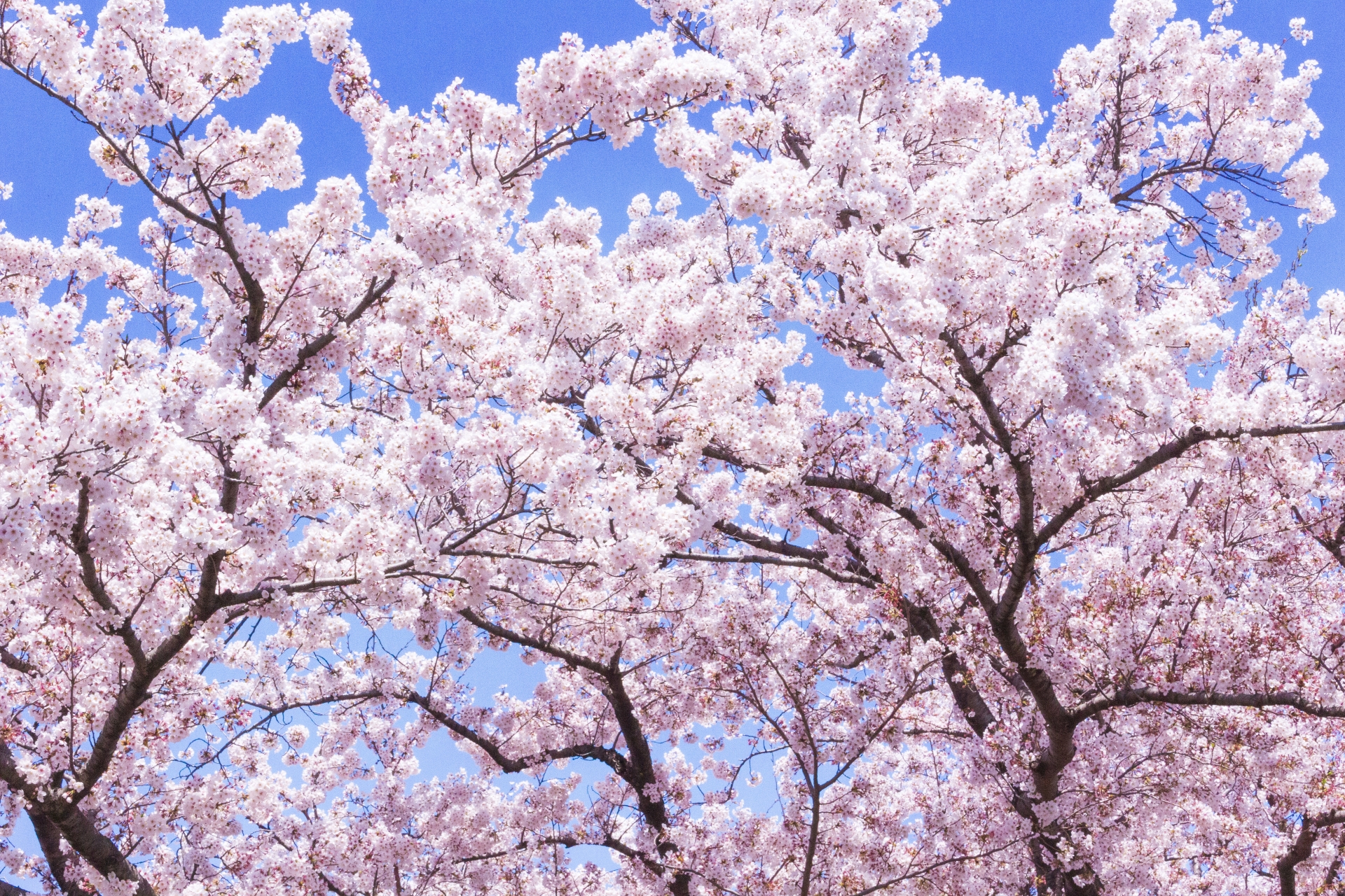 Cherry Blossoms In Nagano