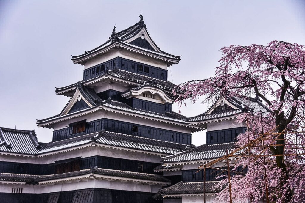 matsumoto-castle-blossom