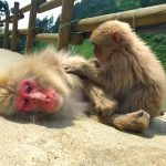 Snow Monkeys: Behaviour You’ll See At The Park