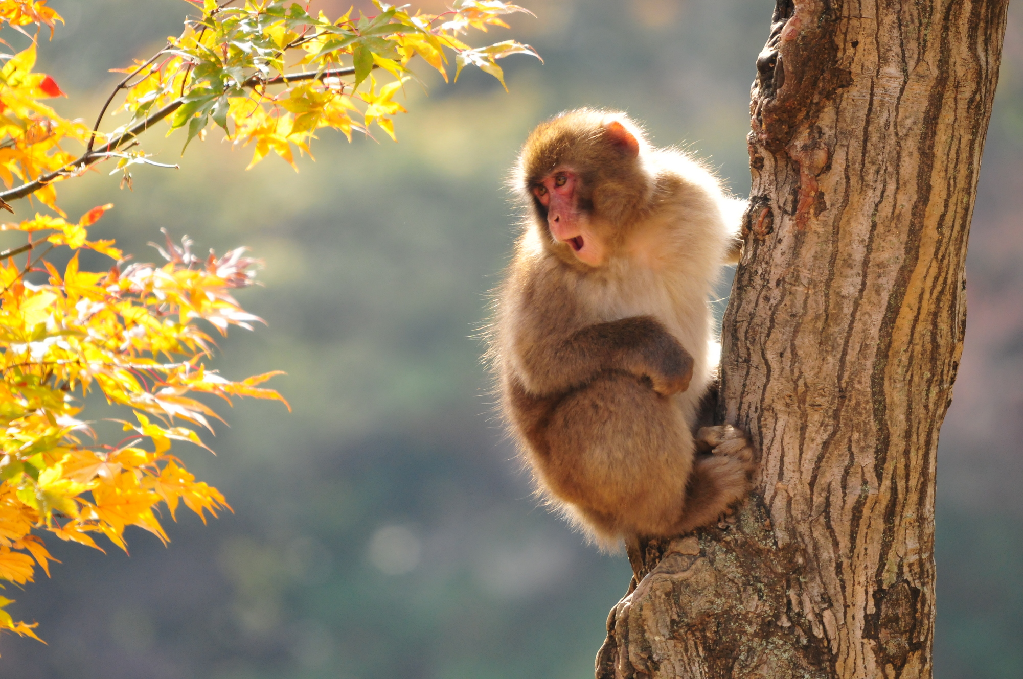 Snow Monkey Resorts旅游服务台