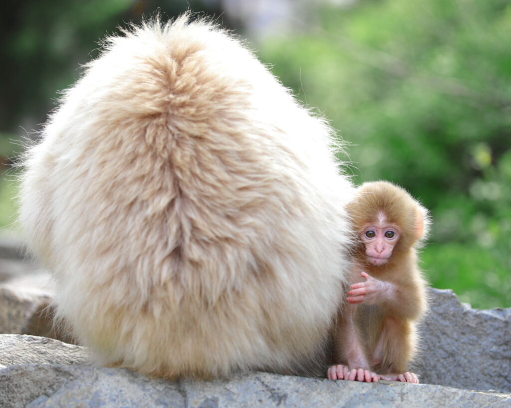 snow-monkey-baby-jigokudani