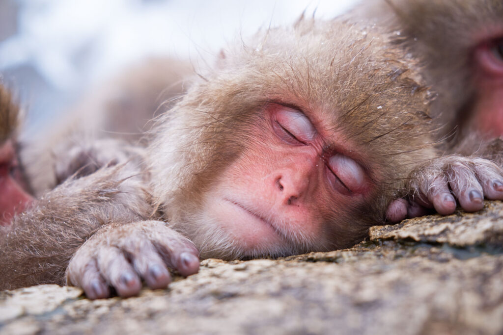 snow-monkey-cute