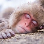 Snow Monkeys & Their Hot Spring: Why They Love It