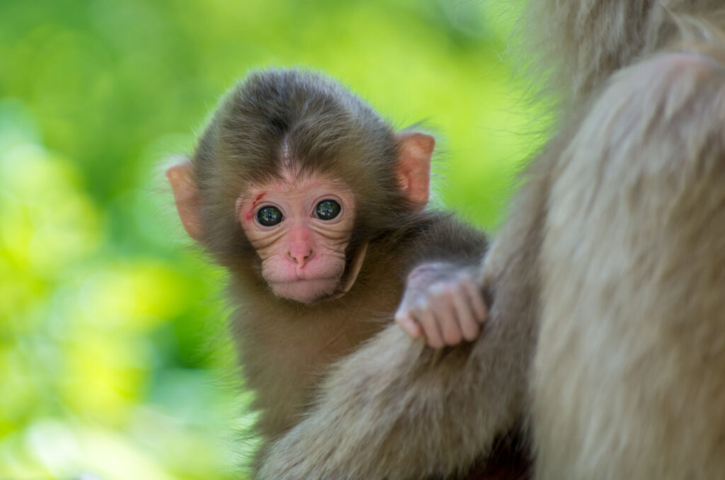 Spring Apr May At The Jigokudani Monkey Park Snow Monkey Resorts