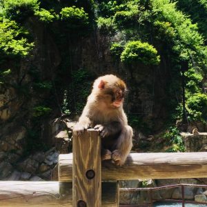 jigokudani-monkey